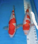 koi Prachtige Ginrin Kohaku, Dieren en Toebehoren, Vissen | Vijvervissen, Karper of Koi