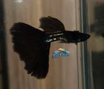 Metal Black koppel, aanbieding!, Dieren en Toebehoren, Vissen | Aquariumvissen, Vis, Zoetwatervis