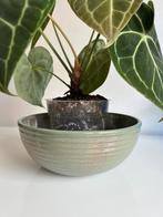 Vintage ADCO Ribbel Bloempot Schaal Mintgroen Patina 60’s, Antiek en Kunst, Antiek | Keramiek en Aardewerk, Ophalen of Verzenden