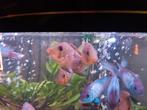 Geophagus Brasiliensis, Vis
