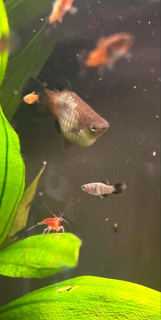 Jonge , baby, platy visjes 🐠, Dieren en Toebehoren, Vissen | Aquariumvissen, Zoetwatervis, Vis, Schoolvis