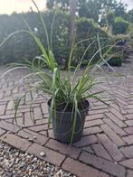 Penisetum Black beauty  7.5 liter pot zwart lampepoets gras, Ophalen, Zomer, Overige soorten, Volle zon