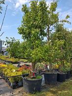 Oude karakteristieke laagstam perenboom! Fruitbomen handpeer, Lente, In pot, Ophalen of Verzenden, 250 tot 400 cm