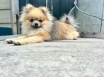 Pomeriaan rue, Dieren en Toebehoren, Honden | Poolhonden, Keeshonden en Oertypen, Keeshond, 15 weken tot 1 jaar, Reu, CDV (hondenziekte)