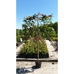 Photinia fraseri Red robin - glansmispel leivorm, Tuin en Terras, Planten | Bomen, Leiboom, Halfschaduw, Lente, 100 tot 250 cm