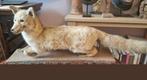 Vos taxidermie, Ophalen, Zo goed als nieuw, Wild dier, Opgezet dier