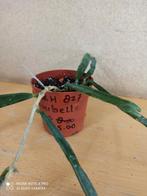 Hoya minibelle potmaat 6.5 nummer H827, Ophalen of Verzenden, Halfschaduw, Minder dan 100 cm