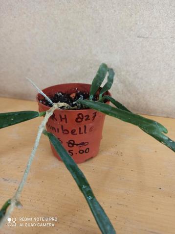 Hoya minibelle potmaat 6.5 nummer H827 beschikbaar voor biedingen