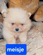 Prachtige Pomeriaan Boo puppy's FCI stamboom ouders, Particulier, Rabiës (hondsdolheid), 8 tot 15 weken, Buitenland
