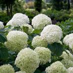 Hydrangea anabelle, Ophalen, Zomer, Overige soorten, Halfschaduw