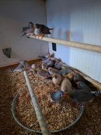 div vogels, Dieren en Toebehoren, Meerdere dieren, Tropenvogel