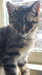 kitten getijgerd/kitten zwart/kitten Russisch blauw, Dieren en Toebehoren, Meerdere dieren, Kortharig, 0 tot 2 jaar