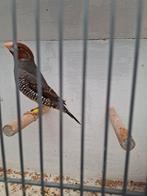 Tropenvogel, Dieren en Toebehoren, Meerdere dieren
