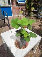 Bramen doornlos, Tuin en Terras, Ophalen, Zomer, Volle zon