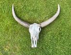 Decoratieve SCHEDEL buffel stier hoorns skull, Ophalen of Verzenden, Zo goed als nieuw