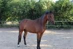 Veelzijdige D-pony ruin, Dieren en Toebehoren, Pony's, Ruin, Springpony, Zadelmak, Gechipt