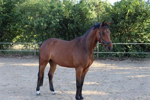Veelzijdige D-pony ruin, Dieren en Toebehoren, Pony's, Ruin, Zadelmak, D pony (1.37m tot 1.48m), Springpony, 3 tot 6 jaar, Met stamboom