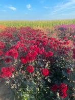 Dahliaknollen, Knol, Ophalen of Verzenden, Voorjaar, Volle zon