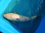 Koi Karper / Bekko 50 cm, Dieren en Toebehoren, Vissen | Vijvervissen, Karper of Koi