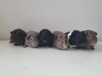 Lieve jonge cavia zeugjes van 6 weekjes jong., Dieren en Toebehoren, Knaagdieren, September, Meerdere dieren, Cavia