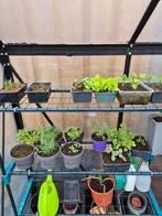 Allerlei soorten planten op aanvraag, Tuin en Terras, Planten | Tuinplanten, Ophalen, Volle zon, Groenteplanten, Eenjarig