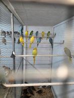 Diverse kromsnavels, Dieren en Toebehoren, Vogels | Parkieten en Papegaaien, Meerdere dieren, Parkiet