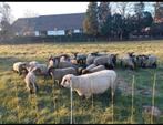 Hampshire down, Dieren en Toebehoren, Schapen, Geiten en Varkens, Schaap, Mannelijk