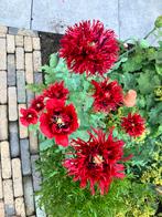 Papaver Crimson Feathers zaden, Verzenden, Voorjaar, Volle zon, Zaad