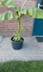 Bananenplant, Tuin en Terras, Planten | Tuinplanten, Ophalen, Overige soorten, Volle zon