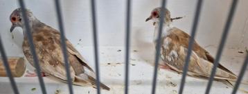 2 bruin bonte diamantduifjes duivinnen beschikbaar voor biedingen