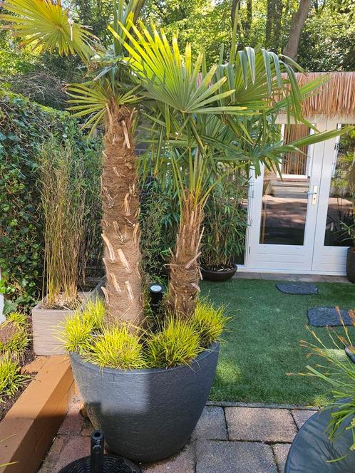Palmboom 2  winterharde palmboom in grote xl pot stonelook, Tuin en Terras, Planten | Tuinplanten, Vaste plant, Overige soorten