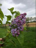 Tekoop aangeboden Seringen, Syringa Vulgaris, paars, Ophalen of Verzenden, Overige soorten, Struik, 100 tot 250 cm