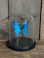 Stolp met morpho vlinder, Verzamelen, Dierenverzamelingen, Ophalen of Verzenden, Nieuw, Insect, Opgezet dier