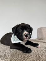 ABKC American Bully XL pup, Dieren en Toebehoren, Overige rassen, CDV (hondenziekte), 8 tot 15 weken, Meerdere