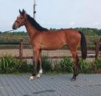 Jaarling merrie Aristoteles V x Marlon x Zambuka, Dieren en Toebehoren, Merrie, Minder dan 160 cm, 0 tot 2 jaar