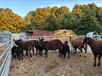 Zwarte ooien met lammeren fokschapen, Dieren en Toebehoren, Schapen, Geiten en Varkens, Meerdere dieren, Schaap, 0 tot 2 jaar