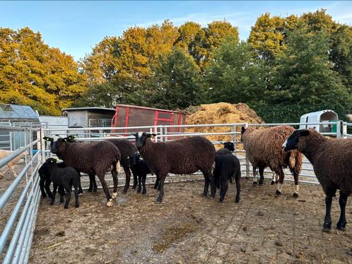 Zwarte ooien met lammeren fokschapen, Dieren en Toebehoren, Schapen, Geiten en Varkens, Schaap, Meerdere dieren, 0 tot 2 jaar