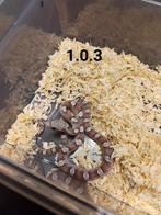 pantherophis guttatus, Slang, Tam, 0 tot 2 jaar