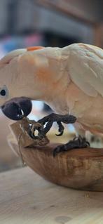 Molukken kaketoe 2025, Dieren en Toebehoren, Mannelijk, Papegaai, Tam