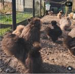 Broedeieren Choco / Mauve toom USA Zijdehoenders, Dieren en Toebehoren, Pluimvee, Geslacht onbekend, Kip