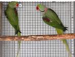 Bewezen koppel Alxanders, Dieren en Toebehoren, Meerdere dieren, Parkiet, Geringd