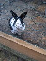 Lief konijntje, Dieren en Toebehoren, Konijnen