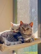Zie hier Lila en Milo, Dieren en Toebehoren, Katten en Kittens | Raskatten | Korthaar, Kater, Gechipt