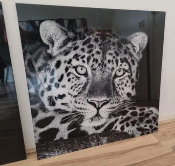 Glas Schilderij - Zwart-wit Luipaard beschikbaar voor biedingen