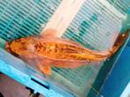 Divers soorten grote koikarper's  50 tot 65 cm, Dieren en Toebehoren, Vissen | Vijvervissen, Karper of Koi