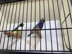 gouldamadine koppel adv4  blauw, Dieren en Toebehoren, Vogels | Overige Vogels, Meerdere dieren, Tropenvogel, Geringd