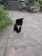 Boerderij kittens, Dieren en Toebehoren, Katten en Kittens | Overige Katten, Poes