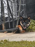 Shiba inu zwart, Dieren en Toebehoren, 1 tot 2 jaar, Teef, Eén hond, Nederland