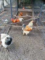 Brahma hanen, Dieren en Toebehoren, Pluimvee, Mannelijk, Kip