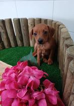Dwerg Pincher pinscher pup jack russel dwergpincher hond, Dieren en Toebehoren, Nederland, Overige rassen, CDV (hondenziekte)